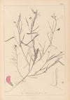 Herbier de la flore française Pl.0523