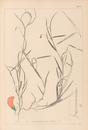 Herbier de la flore française Pl.0524
