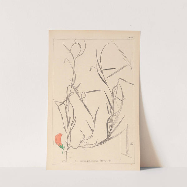 Herbier de la flore française Pl.0524 by Louis Antoine Cusin