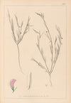 Herbier de la flore française Pl.0525