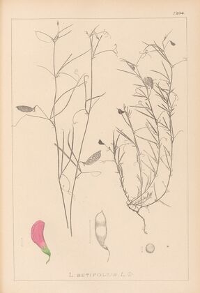 Herbier de la flore française Pl.0526