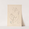 Herbier de la flore française Pl.0527 by Louis Antoine Cusin