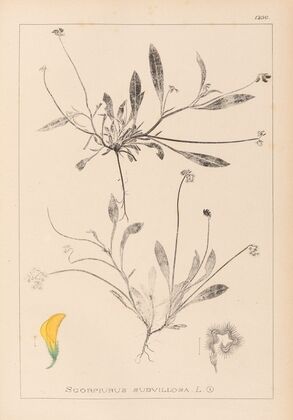 Herbier de la flore française Pl.0528