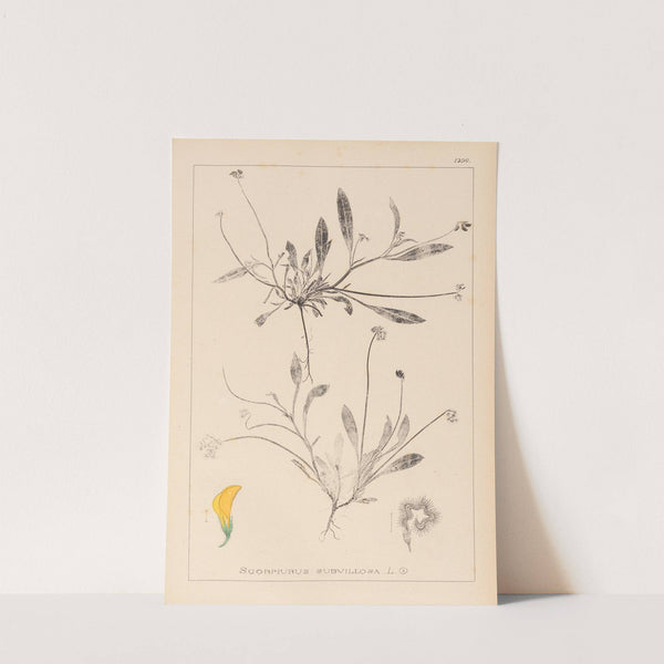 Herbier de la flore française Pl.0528 by Louis Antoine Cusin