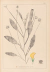 Herbier de la flore française Pl.0529