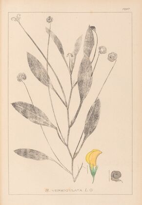 Herbier de la flore française Pl.0529