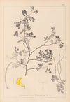 Herbier de la flore française Pl.0530