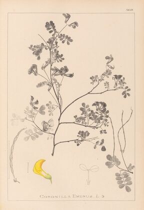 Herbier de la flore française Pl.0530