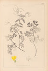 Herbier de la flore française Pl.0532