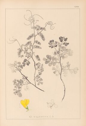 Herbier de la flore française Pl.0532