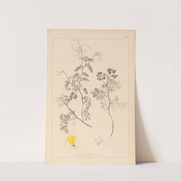 Herbier de la flore française Pl.0532 by Louis Antoine Cusin