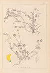 Herbier de la flore française Pl.0535