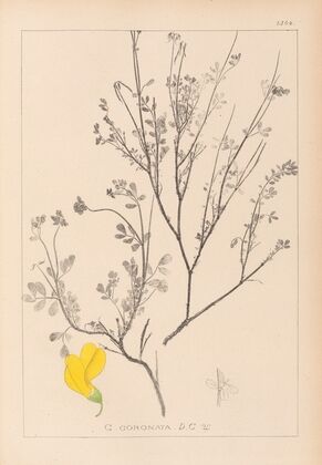 Herbier de la flore française Pl.0536