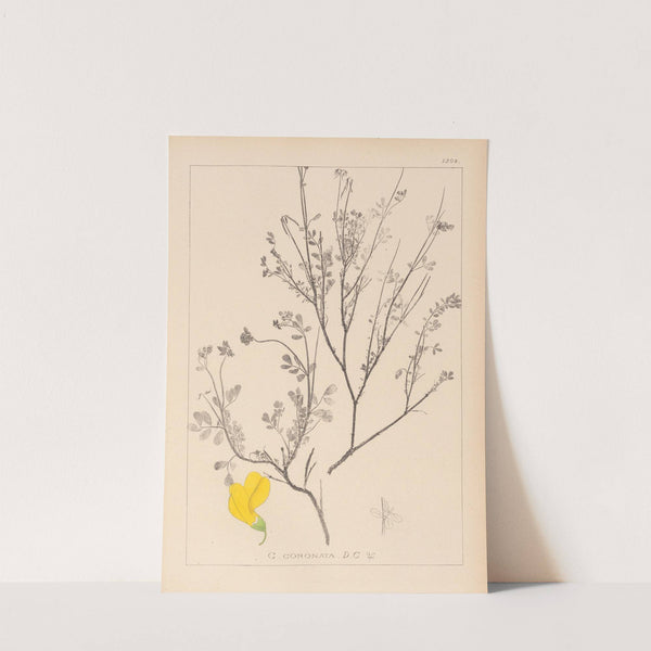 Herbier de la flore française Pl.0536 by Louis Antoine Cusin