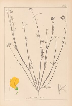 Herbier de la flore française Pl.0537