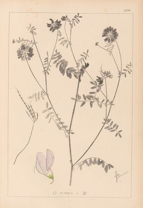 Herbier de la flore française Pl.0538