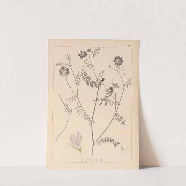 Herbier de la flore française Pl.0538 by Louis Antoine Cusin