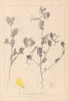 Herbier de la flore française Pl.0539