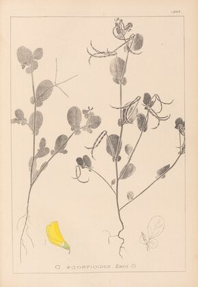 Herbier de la flore française Pl.0539