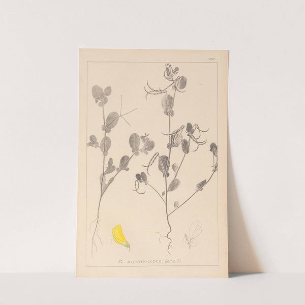 Herbier de la flore française Pl.0539 by Louis Antoine Cusin