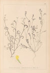 Herbier de la flore française Pl.0540