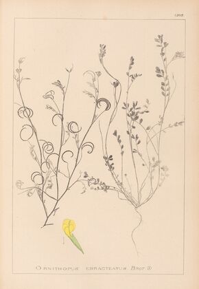 Herbier de la flore française Pl.0540