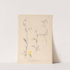 Herbier de la flore française Pl.0543 by Louis Antoine Cusin