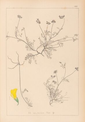 Herbier de la flore française Pl.0545 — size preview