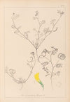 Herbier de la flore française Pl.0546