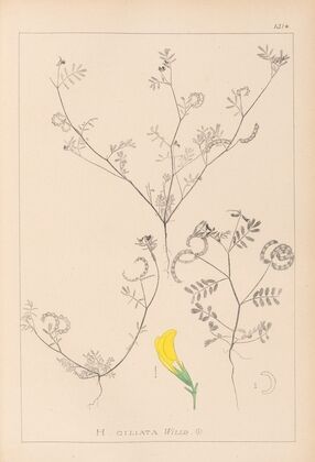 Herbier de la flore française Pl.0546