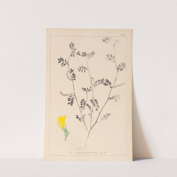 Herbier de la flore française Pl.0547 by Louis Antoine Cusin