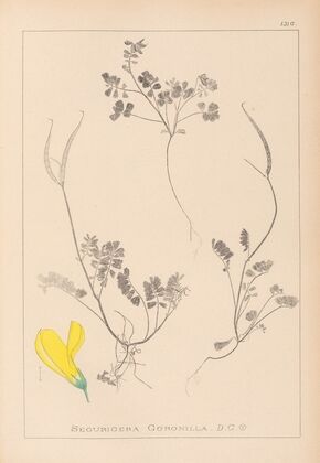 Herbier de la flore française Pl.0548