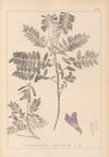Herbier de la flore française Pl.0549