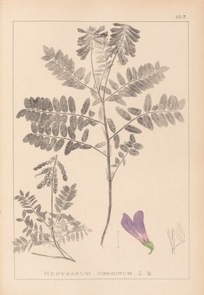 Herbier de la flore française Pl.0549