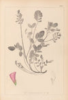 Herbier de la flore française Pl.0552