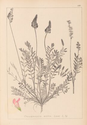 Herbier de la flore française Pl.0553