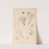 Herbier de la flore française Pl.0554 by Louis Antoine Cusin