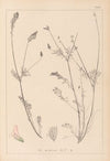 Herbier de la flore française Pl.0555