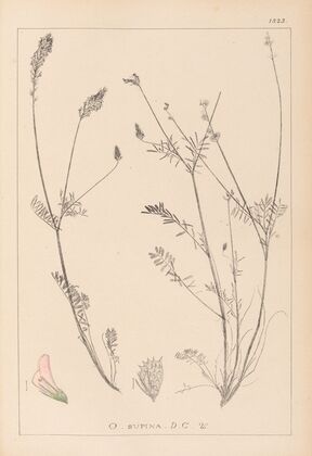 Herbier de la flore française Pl.0555
