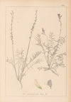 Herbier de la flore française Pl.0556