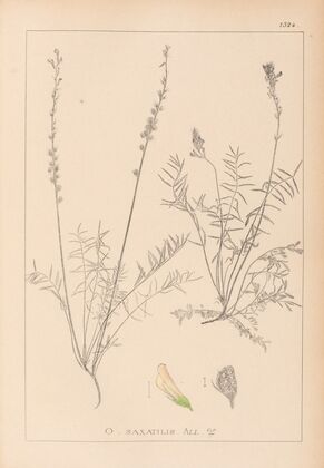 Herbier de la flore française Pl.0556