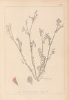 Herbier de la flore française Pl.0557