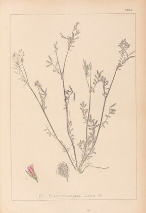 Herbier de la flore française Pl.0557