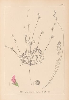 Herbier de la flore française Pl.0558