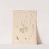 Herbier de la flore française Pl.0558 (1867-1876) by Louis Antoine Cusin