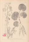 Herbier de la flore française Pl.0559