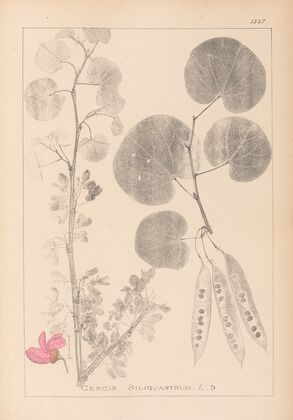 Herbier de la flore française Pl.0559