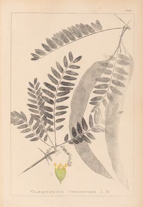 Herbier de la flore française Pl.0560