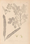 Herbier de la flore française Pl.0561