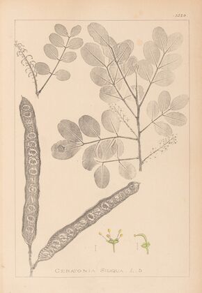 Herbier de la flore française Pl.0561